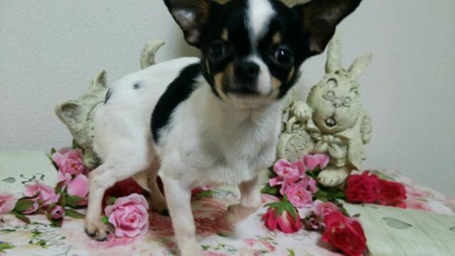 チワワ（スムースコート）