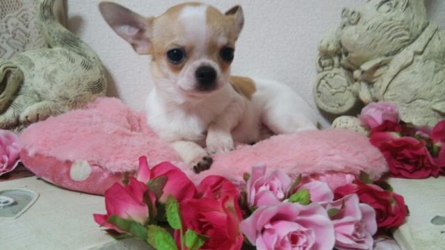 チワワ（スムースコート）