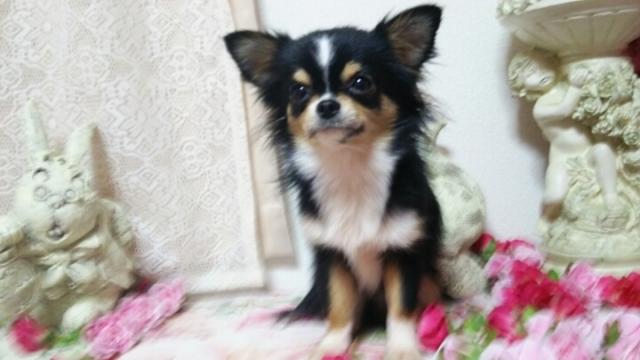 チワワ（ロングコート）