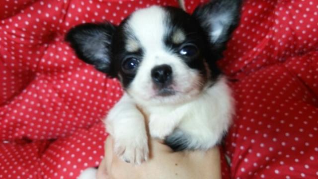 チワワ（ロングコート）