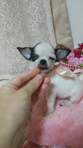 チワワ（スムースコート）