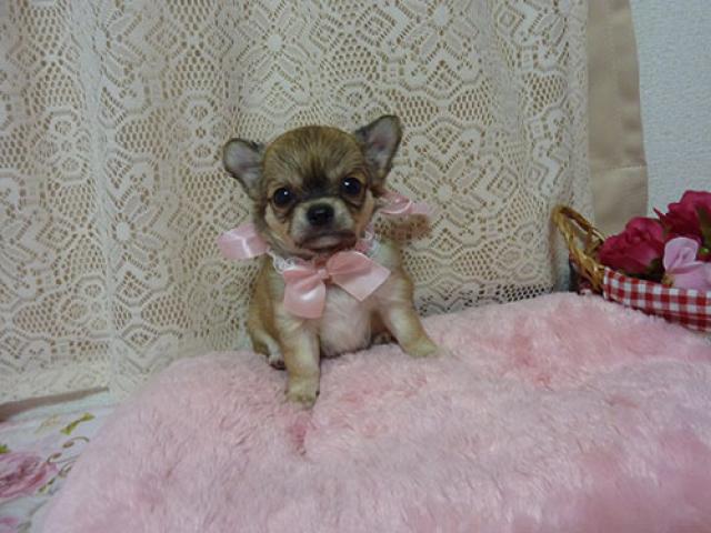 チワワ(ロングコート)