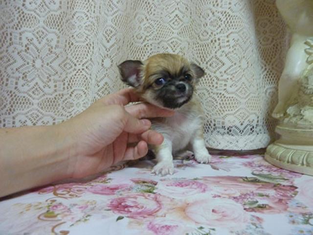 チワワ(ロングコート)