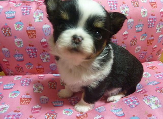 チワワ（ロングコート）