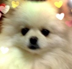 プリポメランド