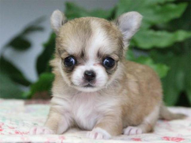 チワワ（ロングコート）