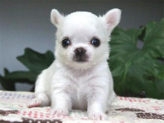 チワワ（ロングコート）