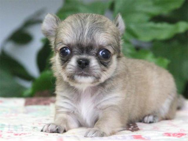 チワワ（ロングコート）