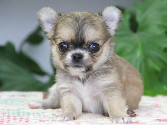 チワワ（ロングコート）