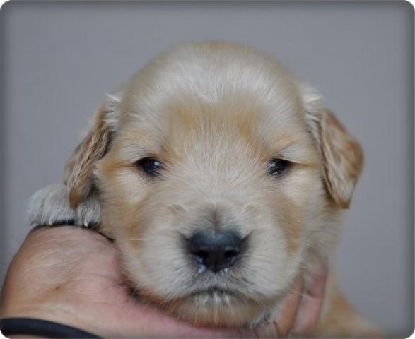 ゴールデンレトリーバー