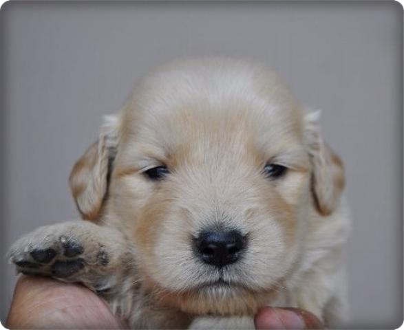 ゴールデンレトリーバー