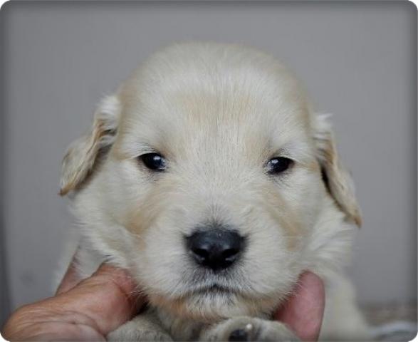 ゴールデンレトリーバー