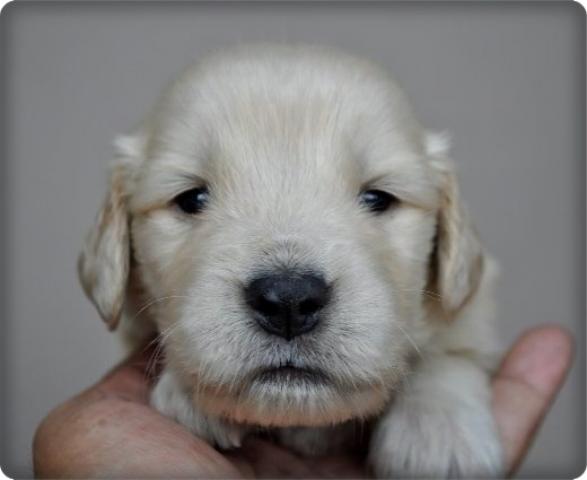 ゴールデンレトリーバー