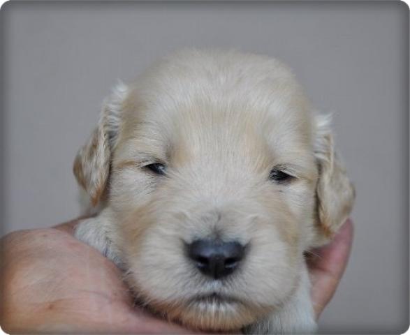 ゴールデンレトリーバー