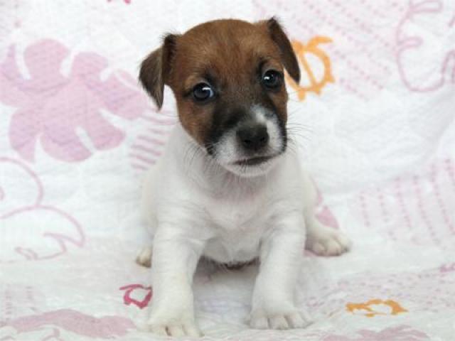 ジャックラッセルテリア