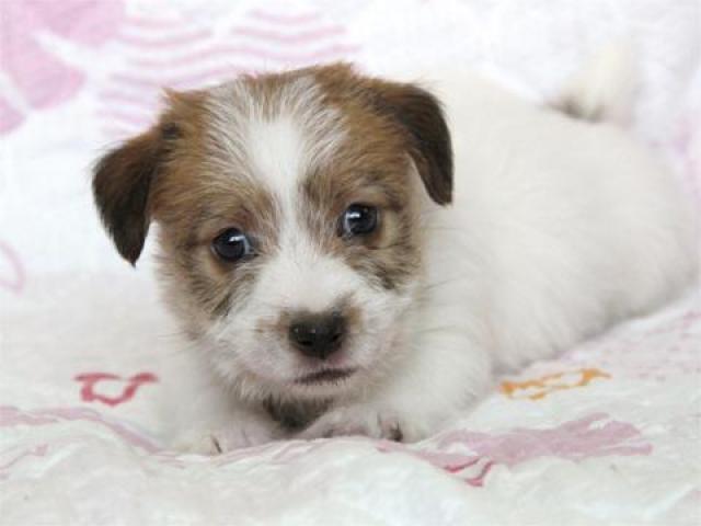 ジャックラッセルテリア 子犬 画像 最高の画像画像 ジャックラッセルテリア 子犬 画像 最高の画像画像