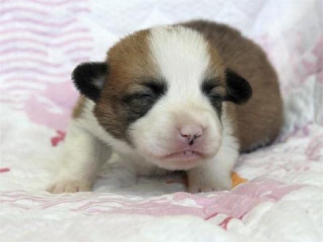 ウェルシュコーギーペンブローク