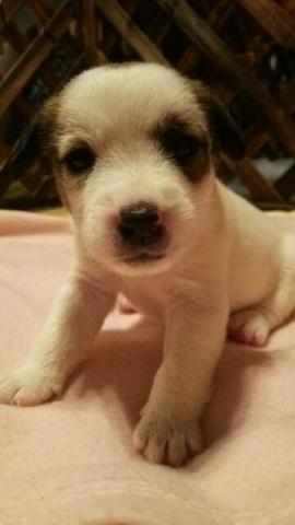 ジャックラッセルテリア