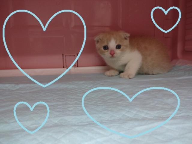 スコティッシュフォールド