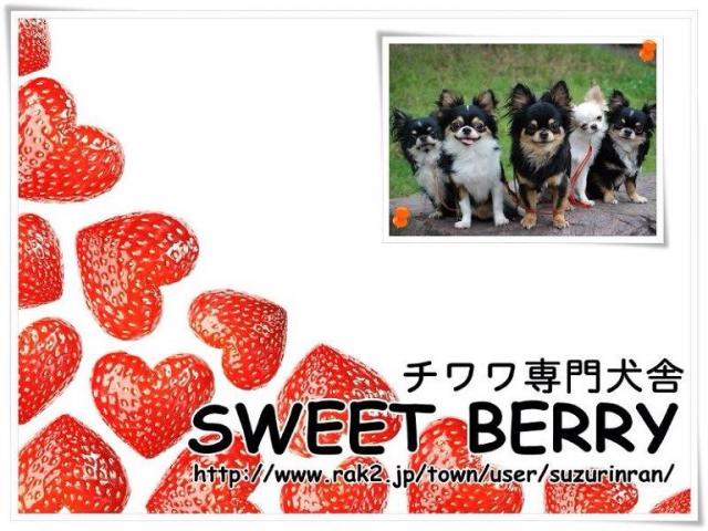 sweet berry