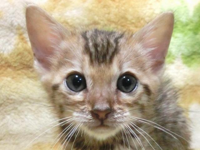 ベンガル