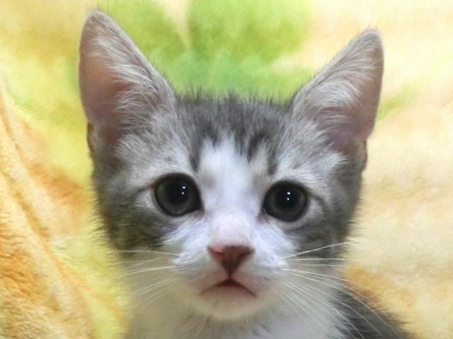 スコティッシュフォールド