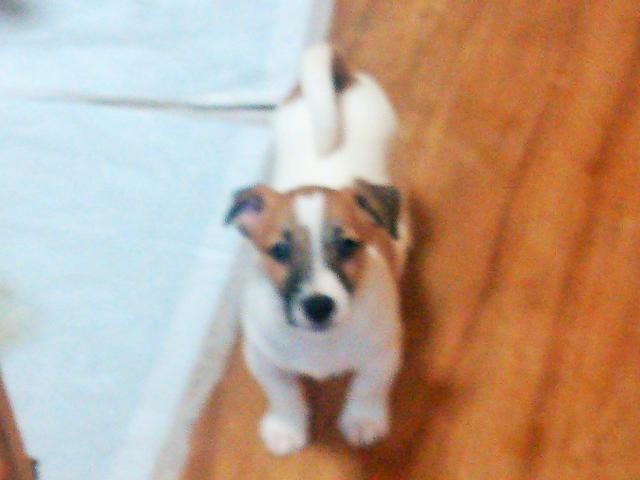 ジャックラッセルテリア