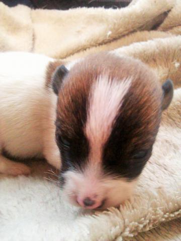 ジャックラッセルテリア