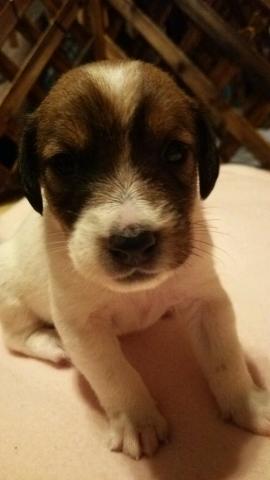 ジャックラッセルテリア