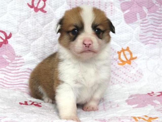 ウェルシュコーギーペンブローク