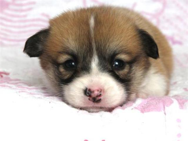 ウェルシュコーギーペンブローク