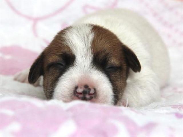 ジャックラッセルテリア