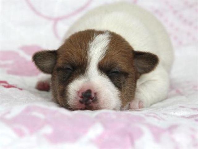 ジャックラッセルテリア