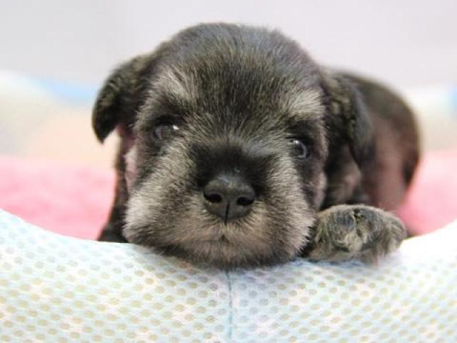 ミニチュアシュナウザー