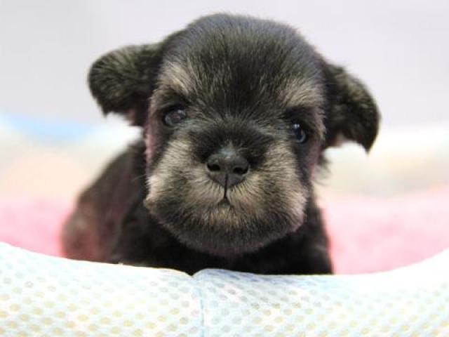 ミニチュアシュナウザー