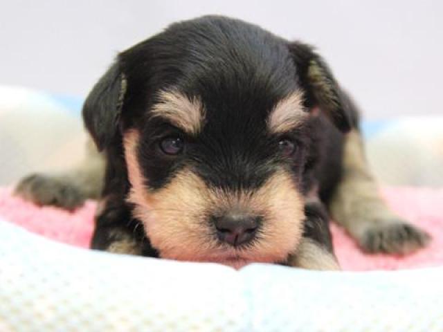 ミニチュアシュナウザー