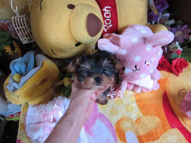 ヨークシャーテリア