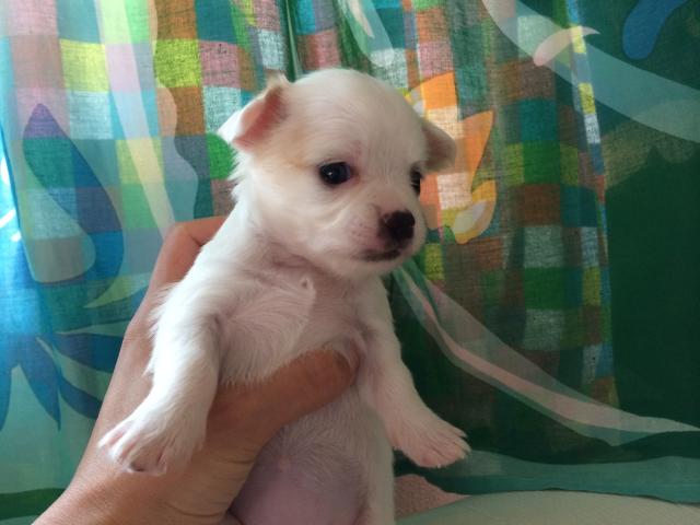 チワワ（ロングコート）