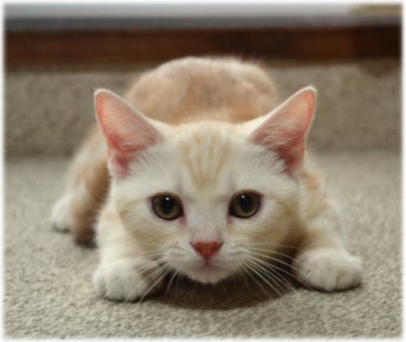 アメリカンショートヘアー