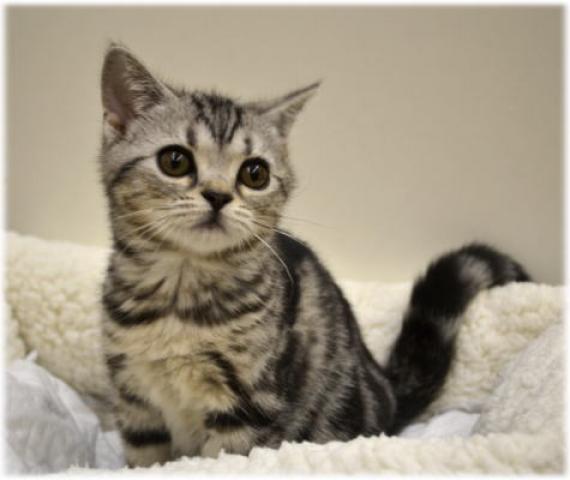 アメリカンショートヘアー