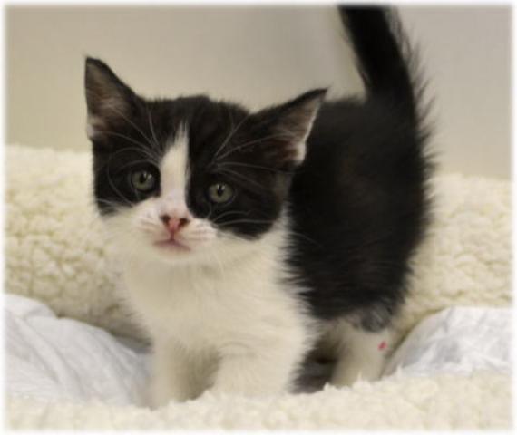 スコティッシュフォールド