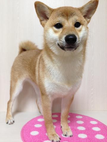 柴犬
