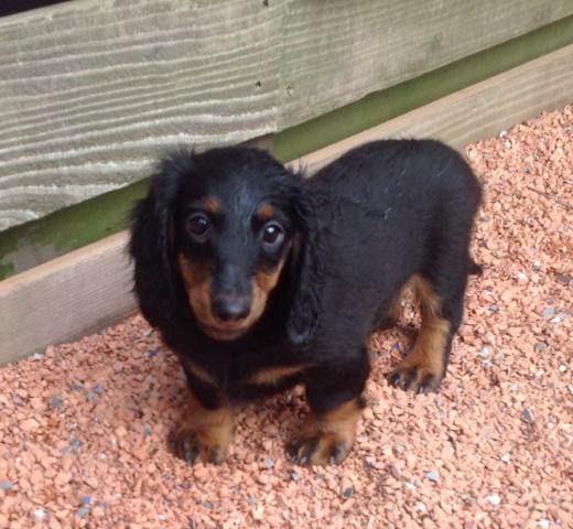 スタンダードダックスフンド