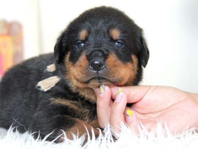 ロットワイラー