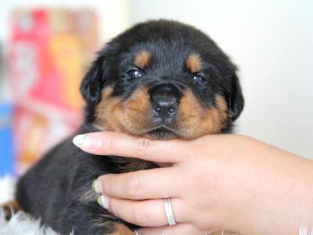 ロットワイラー