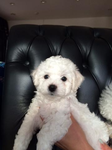 ビションフリーゼ