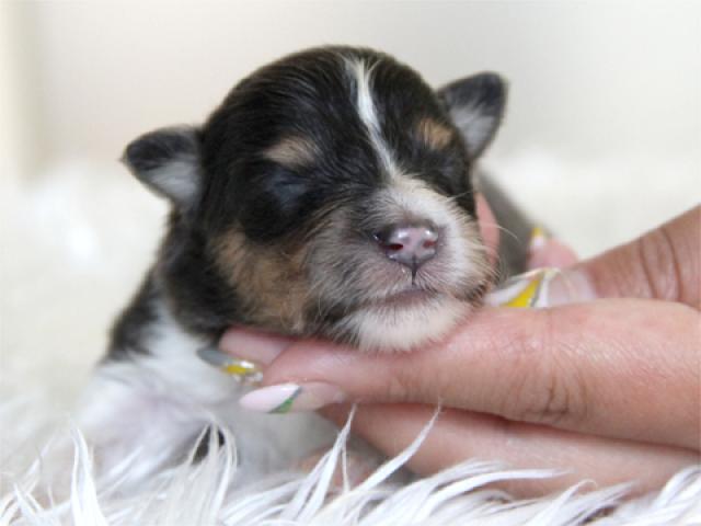 シェットランドシープドッグ