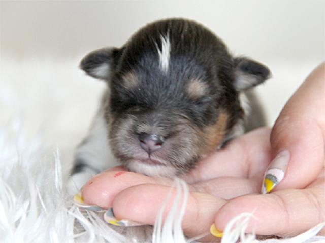 シェットランドシープドッグ