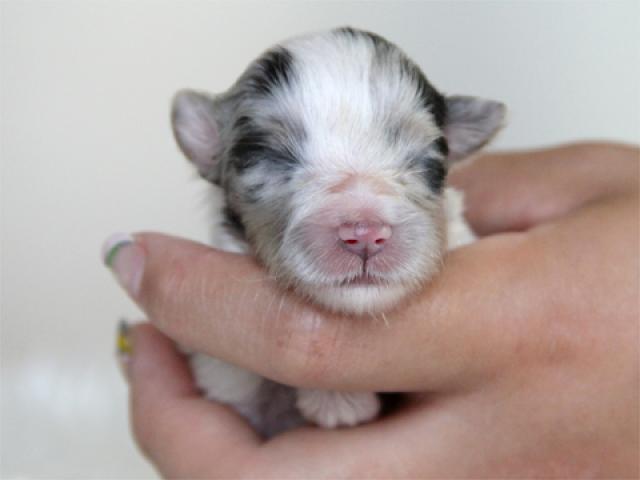 シェットランドシープドッグ