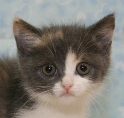 ブリティッシュショートヘア